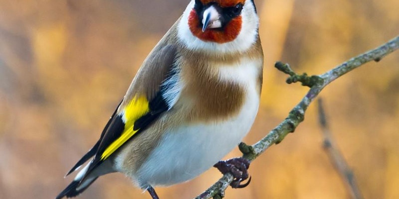Fuglesangtur