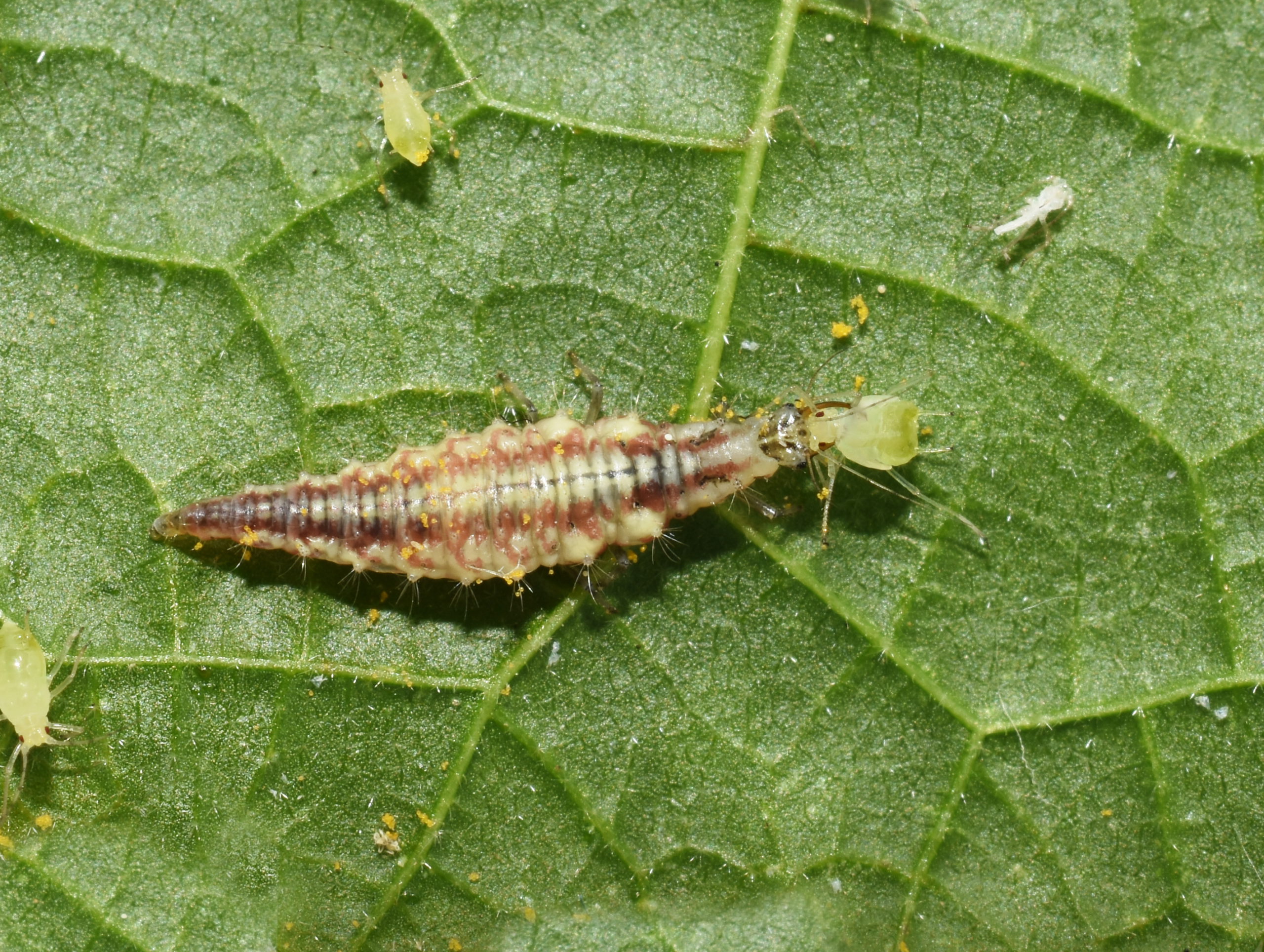 Vitenparken ansetter insekter – 8.-10. trinn