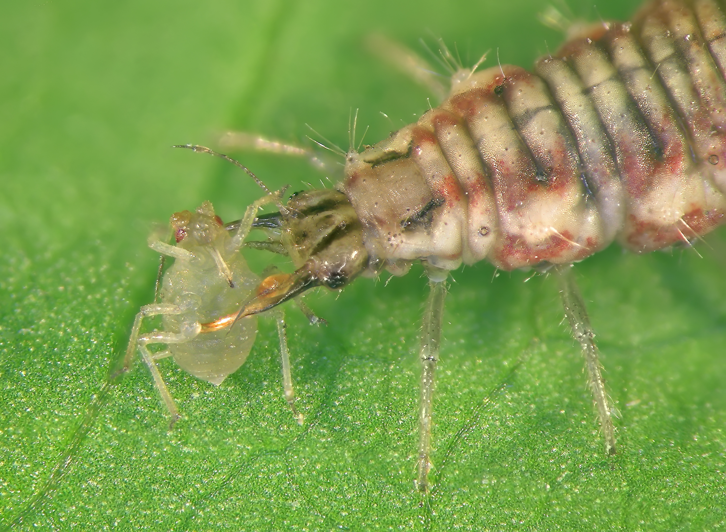 Vitenparken ansetter insekter – videregående trinn