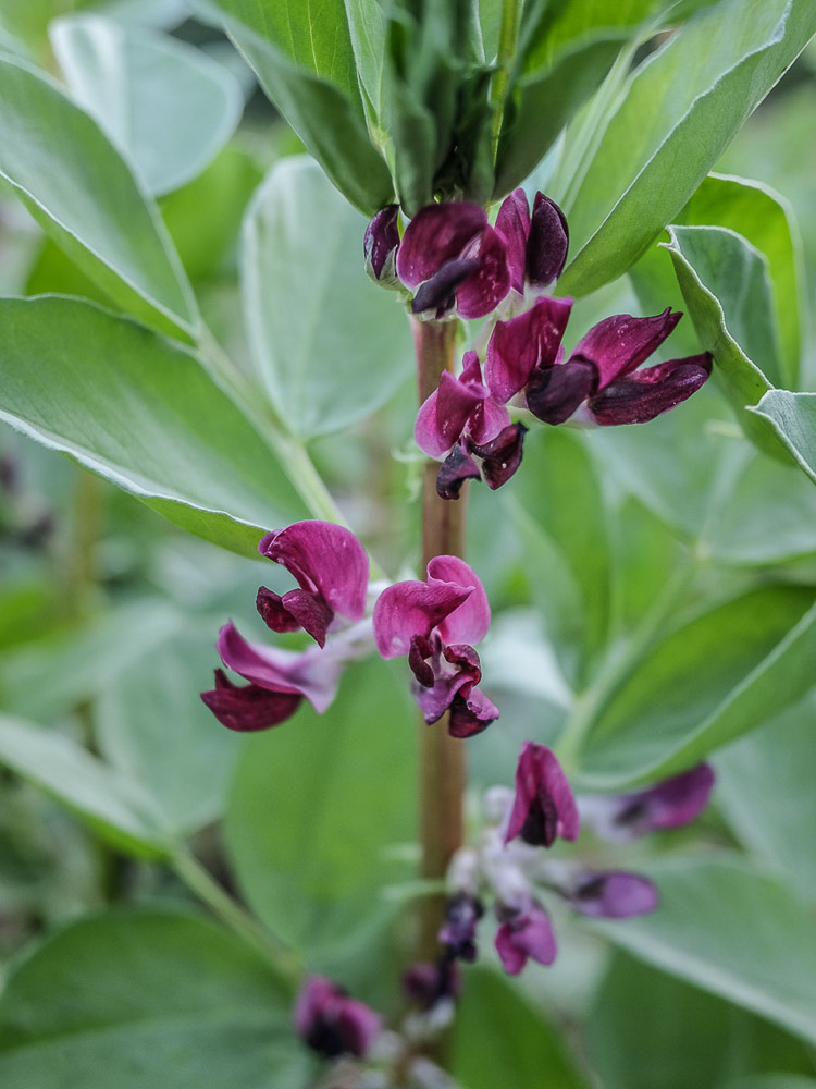 Statement: Want more Norwegian development in vegetable seeds