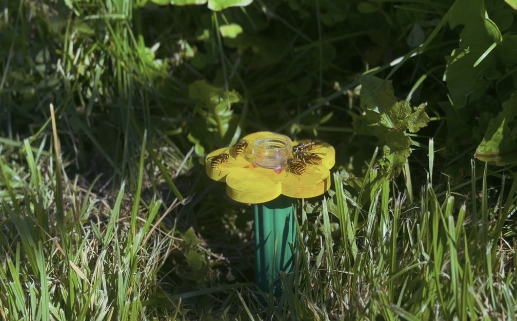 Pollinatorens Meny, 5.-7. trinn